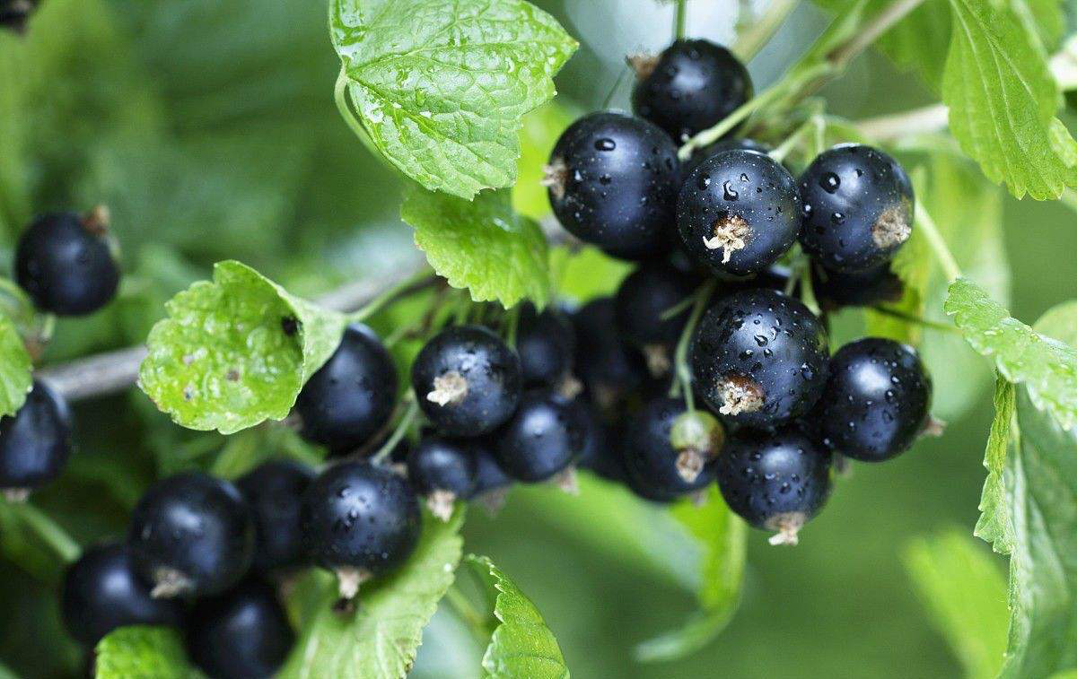 Urgent Notice: Chinese Black Currants in Short Supply! Production Down by 60%!